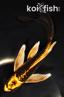 6.75" ARAGOKE KIN KIKOKURYU BUTTERFLY