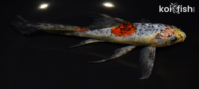 8.5" SHUBUNKIN GOLDFISH