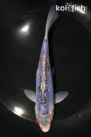 6.75" SHUSUI