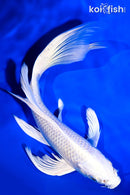 7.75" PLATINUM OGON BUTTERFLY
