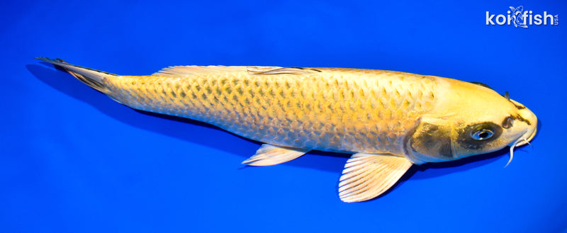 13" KI MATSUBA