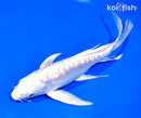 8" ARAGOKE PLATINUM OGON BUTTERFLY