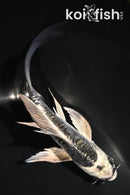 5.5" KIKOKURYU BUTTERFLY