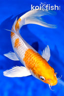 9" HARIWAKE BUTTERFLY
