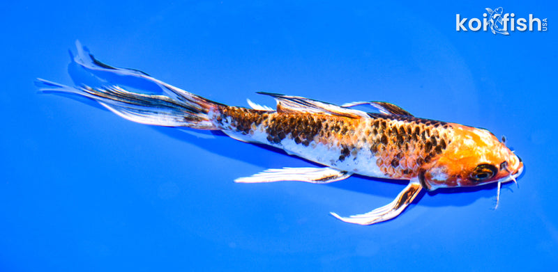 7.25" YAMATO NISHIKI BUTTERFLY