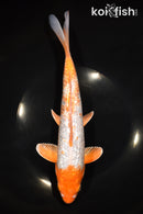 10.75" GINRIN OCHIBA SHIGURE