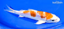 7" KIKUSUI