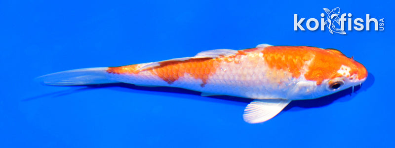 5" HARIWAKE