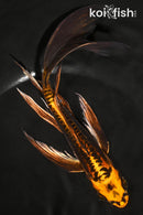 8" BENI KIKOKURYU BUTTERFLY