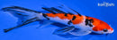 7" SANKE BUTTERFLY