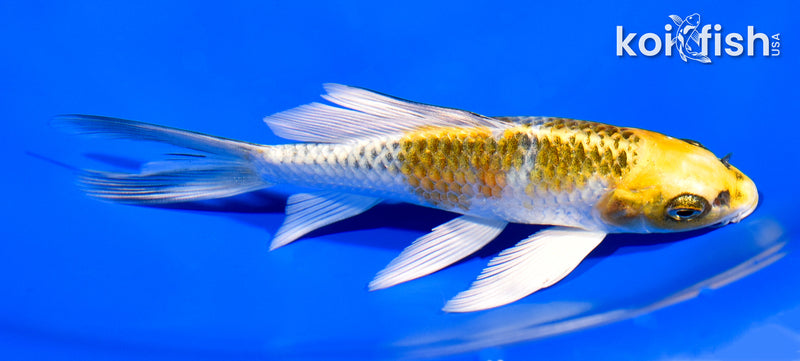 5.5" KUJAKU BUTTERFLY