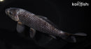 6.25" MATSUKAWBAKE