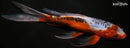 9.25" HI SHUSUI BUTTERFLY