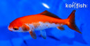 5.25" WAKIN GOLDFISH