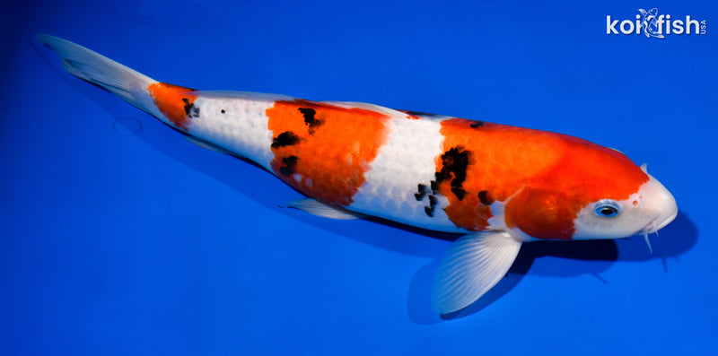 14.75" SANKE