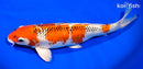 13.5" KUJAKU