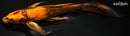 9.5" KIN HI UTSURI BUTTERFLY