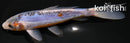 6.75" SHUSUI