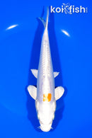 8.25" KIKUSUI