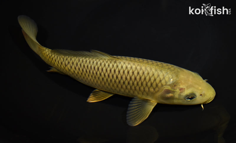 9.75" CHAGOI