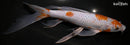11" OCHIAB SHIGURE BUTTERFLY