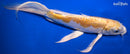 9.5" DOITSU LEMON HARIWAKE BUTTERFLY