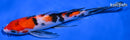 7" SANKE BUTTERFLY