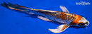 10" DOITSU KUJAKU BUTTERFLY