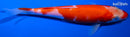 6.5" KOHAKU