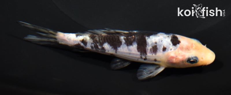 4.25" SHIRO BEKKO