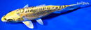 6" KIN KIKOKURYU