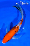 8.5" SANKE BUTTERFLY