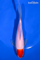 7" HOODED SARASA COMET GOLDFISH