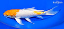 9" HARIWAKE BUTTERFLY