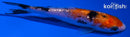 4.25" GINRIN SANKE