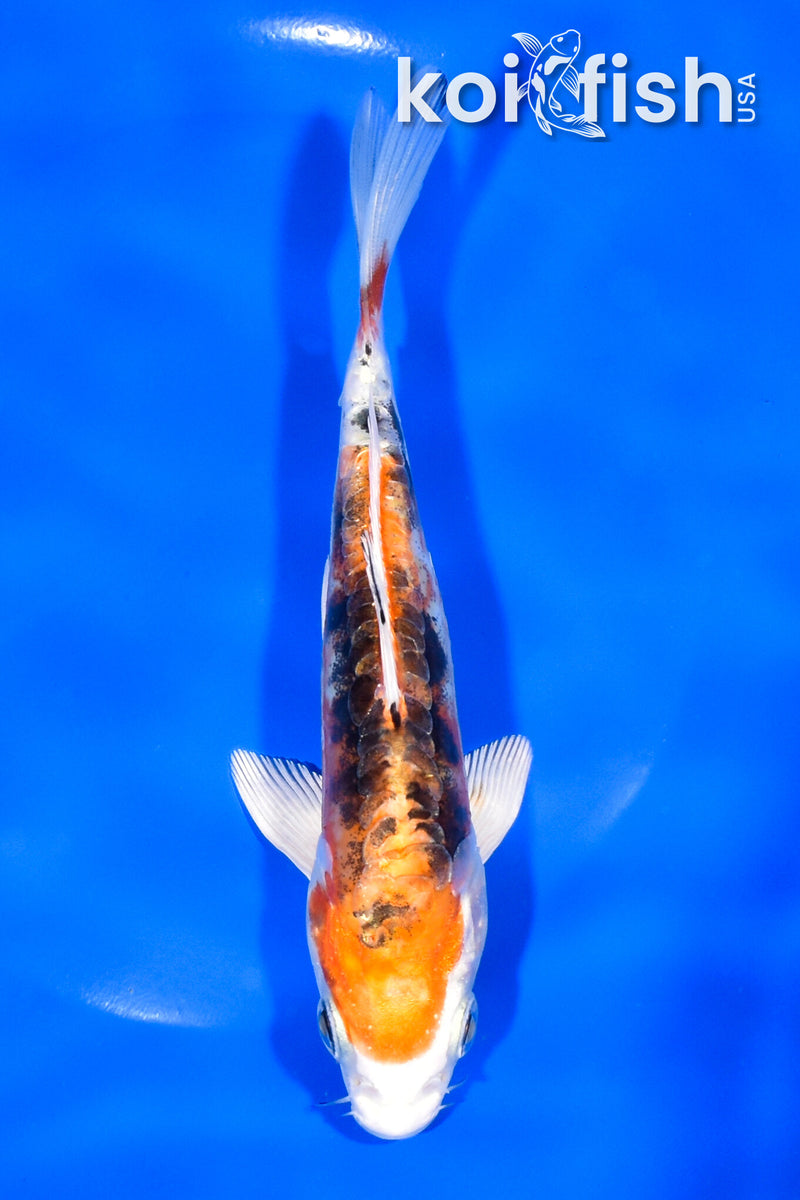 6.5" HEISEI NISHIKI