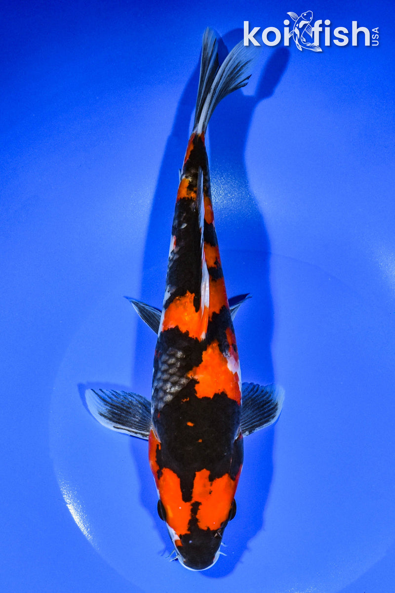 9.75" HI SHOWA