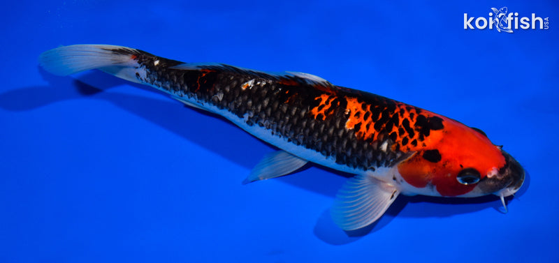 11.5" GOSHIKI