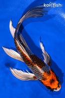 8.5" BENI GINGA BUTTERFLY