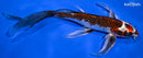 9.5" KUJAKU BUTTERFLY