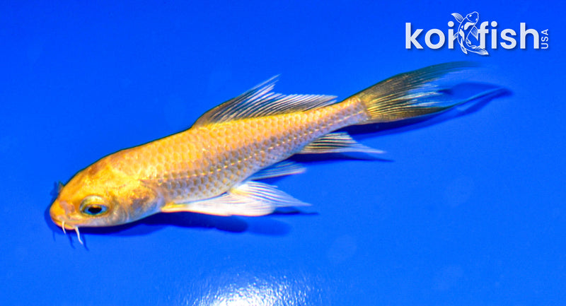 3.75" YAMABUKI OGON BUTTERFLY