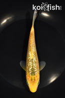 6.75" GINRIN MIDORIGOI