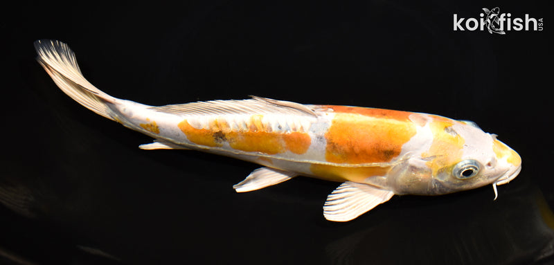 9.75" HEISEI NISHIKI