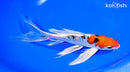 8.25" ARAGOKE HEISEI NISHIKI BUTTERFLY