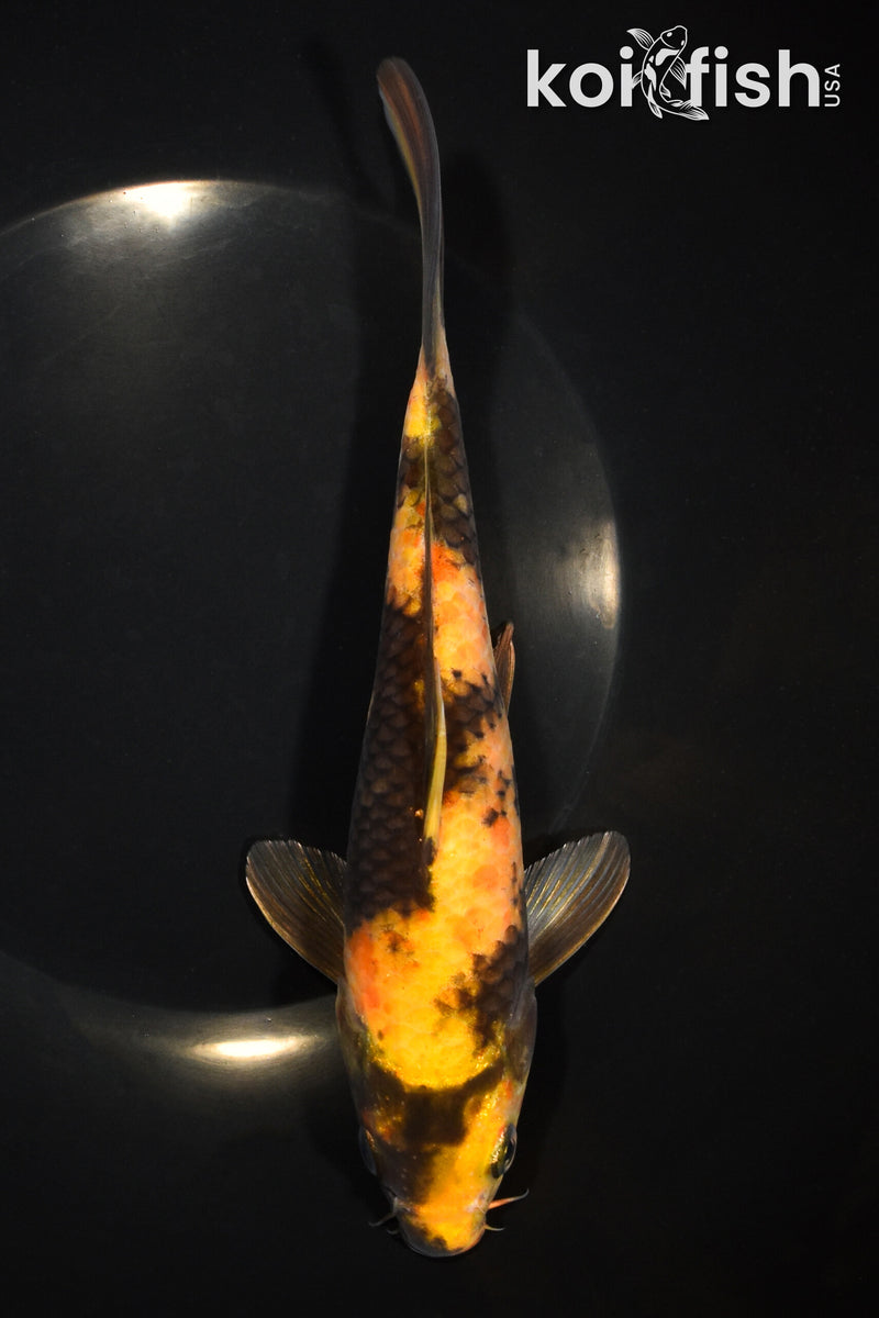 8.25" KIN HI UTSURI