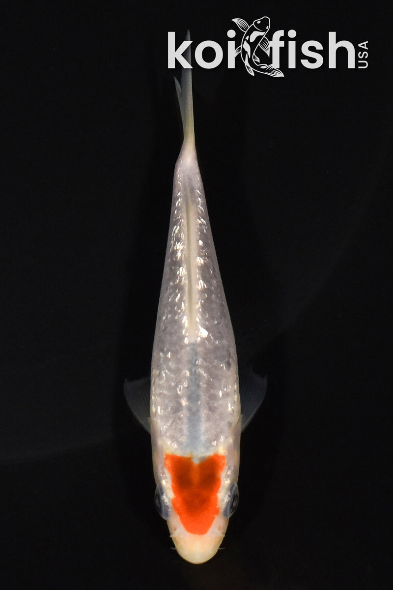 3.75" GINRIN TANCHO GOROMO