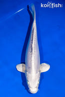 11.25" DOITSU PLATINUM OGON