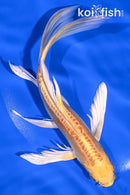 6.75" DOITSU YAMABUKI OGON BUTTERFLY