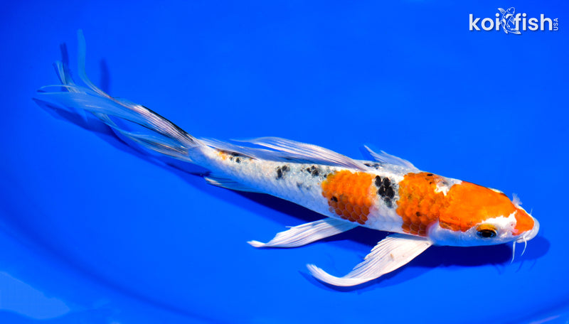 9" YAMATO NISHIKI BUTTERFLY