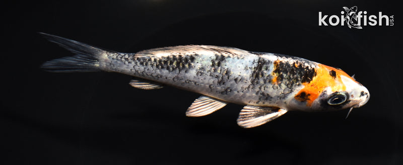 5.5" YAMATO NISHIKI